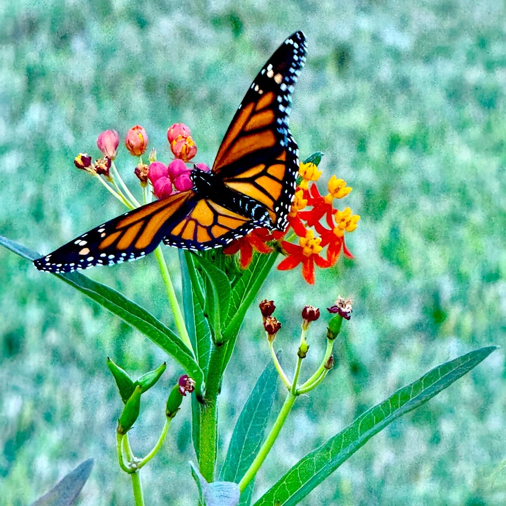 Meet your Posher, Jan